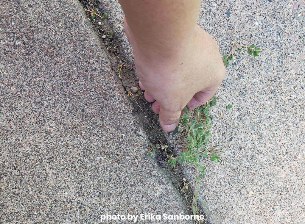 photo depicts my hand pulling up weeds in the driveway, no roots getting pulled up this time